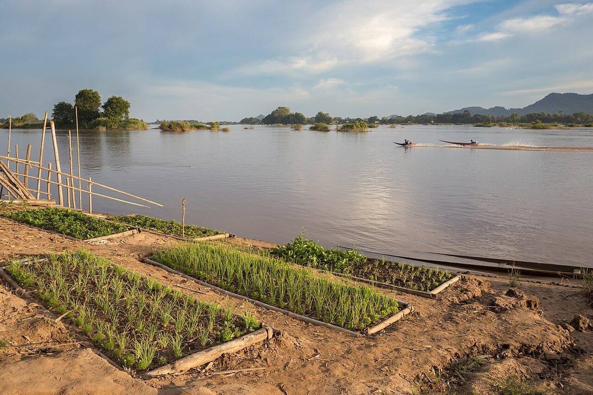 Kitchen garden on the Mekong bank of the island of Don Loppadi, Laos, with two boats racing in the distance