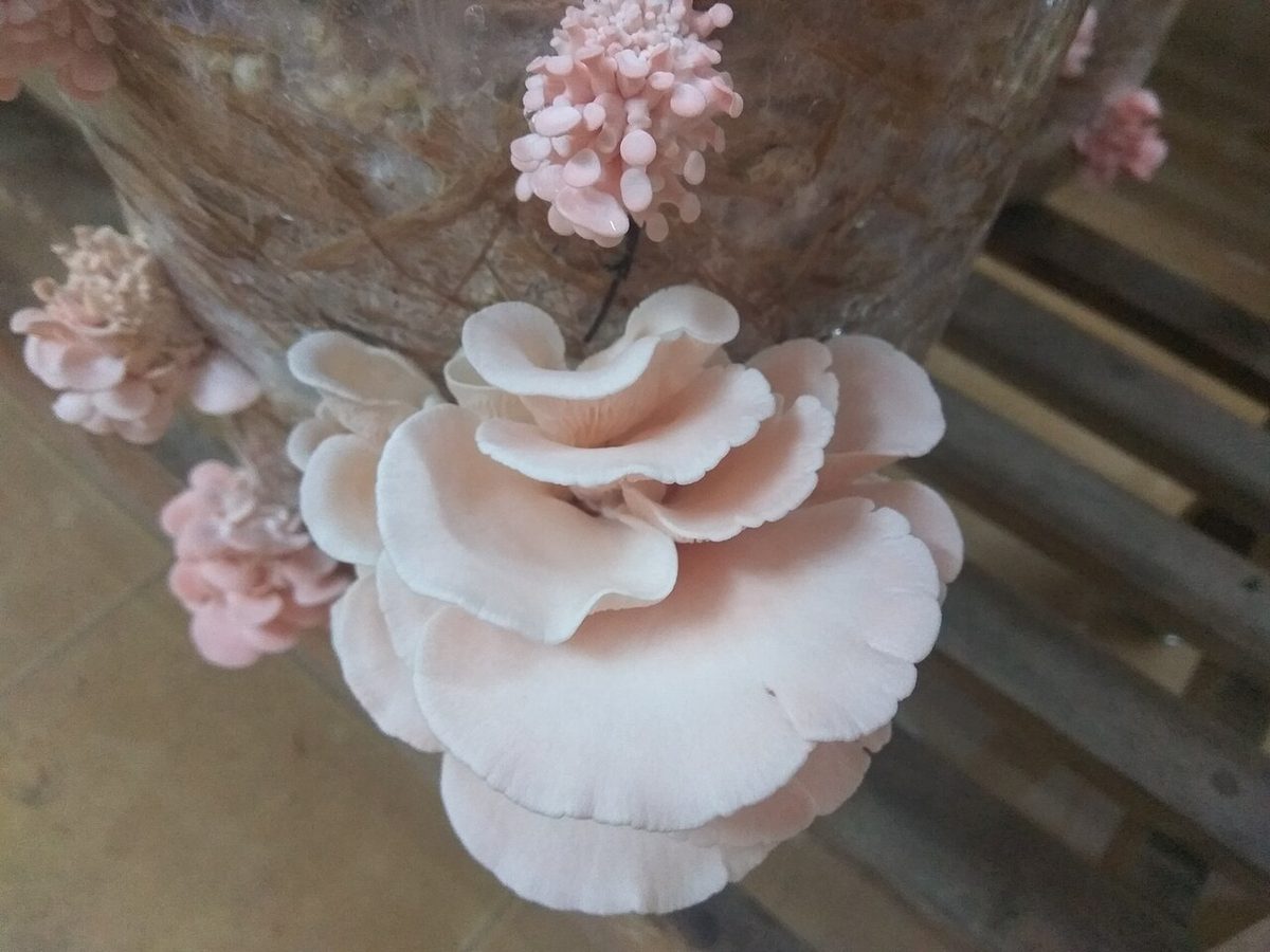 Pink oyster mushroom